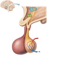 Posterior pituitary and hypothalamus relationship