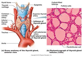 Thyroid gland anatomy and histology