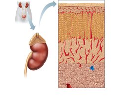 Adrenal gland anatomy and histology