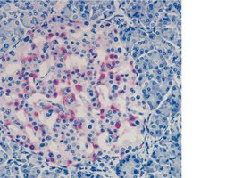 Pancreatic islet histology