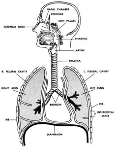 Diagram of the human respiratory system, showing the external nose, nasal chamber, pharynx, larynx, trachea, bronchi, lungs, pleural cavities, ribs, and diaphragm.