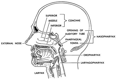 Diagram of the supralaryngeal structures, showing the external nose, conchae, pharynx, and subdivisions of the pharynx.