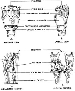 Diagram of the larynx, showing anterior, lateral, midsagittal, and frontal views with labeled structures such as the epiglottis, thyroid cartilage, and vocal folds.