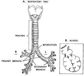 Diagram of the respiratory tree, showing the trachea, primary and secondary bronchi, and a close-up of alveoli.