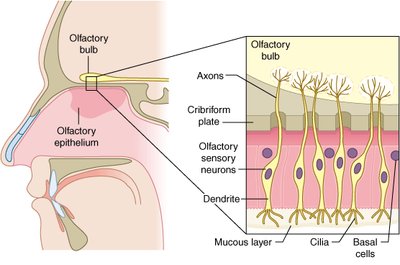 Anatomy of the olfactory epithelium and olfactory bulb
