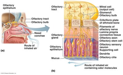 Detailed structure of olfactory epithelium and pathway of inhaled air