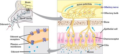 Odorant binding and activation of olfactory sensory neurons