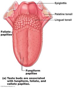 Tongue showing locations of papillae and taste buds