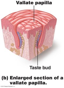 Enlarged section of a vallate papilla showing taste buds