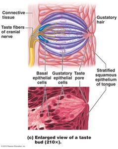 Enlarged view of a taste bud showing gustatory and basal epithelial cells