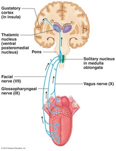 Gustatory pathway from tongue to brain