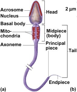 Structure of a sperm cell