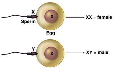 Fertilization and chromosomal sex determination