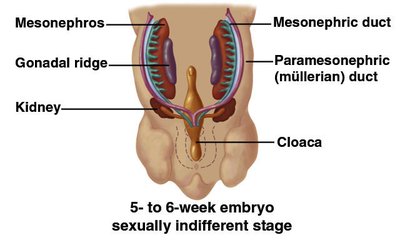 Sexually indifferent stage of embryonic development