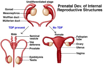 Prenatal development of internal reproductive structures