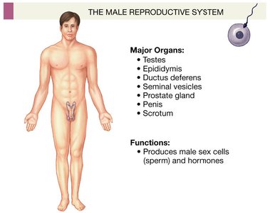 Testis anatomy with seminiferous tubules and epididymis