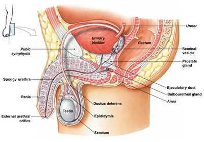 Histological section of testis showing seminiferous tubules