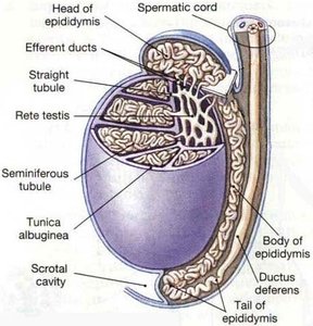 Seminiferous tubule cross-section with cell types