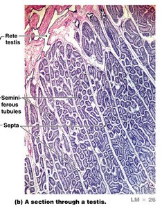 Seminiferous tubule with spermatogenesis stages
