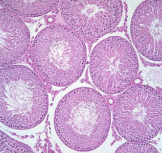 Histology of spermatogenesis