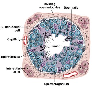 Spermatogenesis diagram with cell types