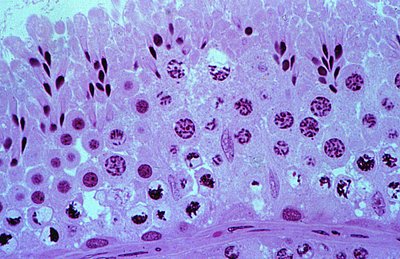 Male reproductive tract sagittal section