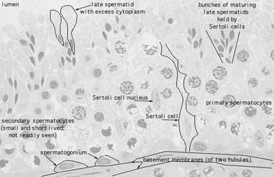 Testis and epididymis anatomy