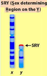 SRY region on the Y chromosome