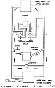 Scheme of blood vessels