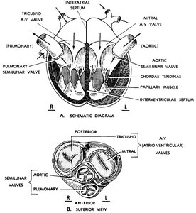 Heart valves schematic and superior view