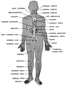 Main arteries of the human body
