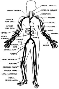 Main veins of the human body