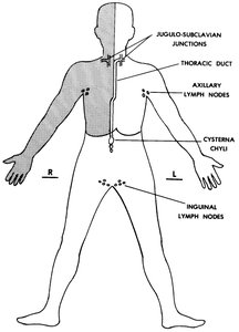The human lymphatic system