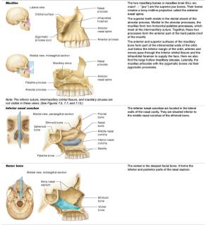 Table of facial bones: maxilla, vomer