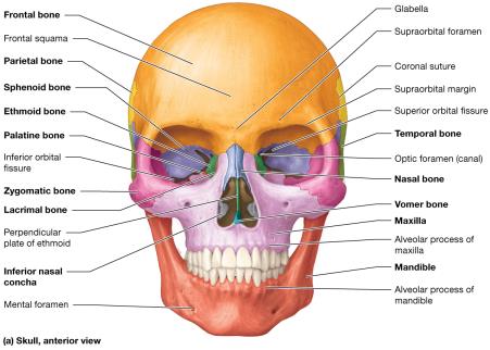 Anterior view of the skull (diagram)