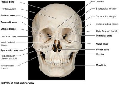 Anterior view of the skull (photo)