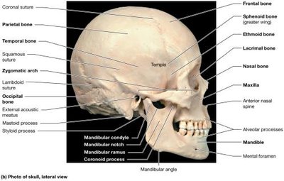 Lateral view of the skull (photo)