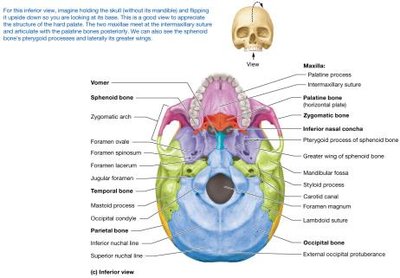Inferior view of the skull