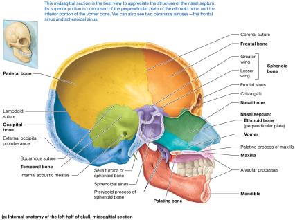 Internal anatomy of the skull, midsagittal section (diagram)