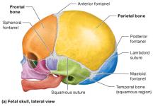 Fetal skull, lateral view
