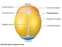 Fetal skull, superior view