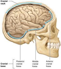 Cranial vault and base of the cranial cavity