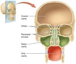 Cavities of the skull: frontal section