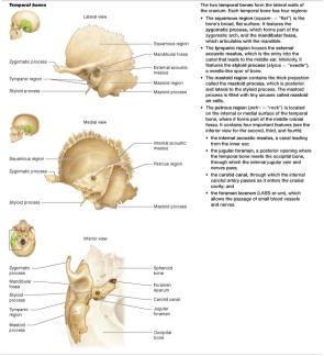 Table of cranial bones: temporal