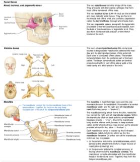 Table of facial bones: nasal, lacrimal, zygomatic, palatine, mandible