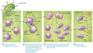 B cell activation, clonal selection, and differentiation