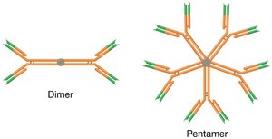 Antibody dimer and pentamer structures