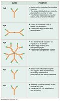 Antibody classes and their functions