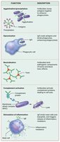 Functions of antibodies
