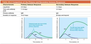 Comparison of primary and secondary immune responses